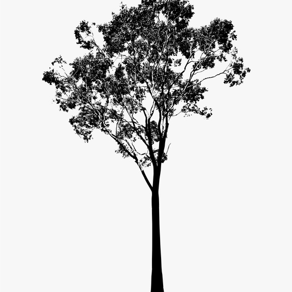 eucalyptus_tree